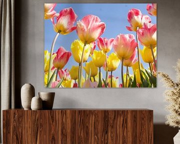 Yellow and pink tulips against a blue sky by Judith van Wijk