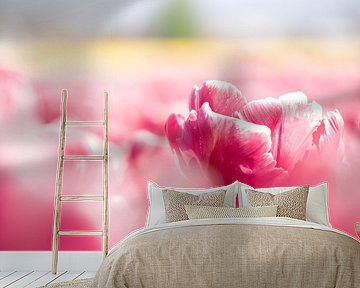 Rosa Tulpe im Zwiebelfeld