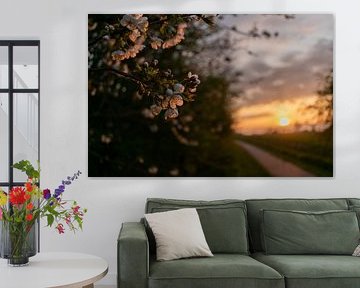 Blossom by Kelly Wiersum