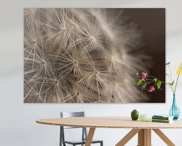 Licht valt op een pluizenbol van een Paardenbloem van Marjolijn van den Berg