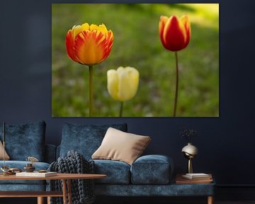 Tulipes sur Marloes ten Brinke