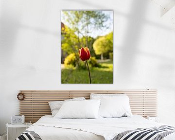 Red and yellow tulip by Marloes ten Brinke