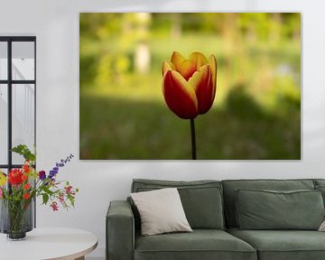 The tulip stands out among the fresh spring greenery
