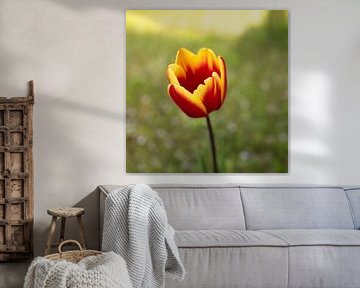A true Dutch tulip among the spring greenery by Marloes ten Brinke