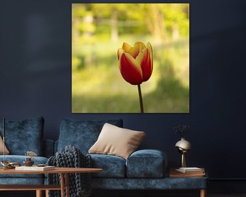 Spring feeling! A beautiful tulip among the spring greenery by Marloes ten Brinke