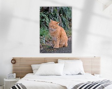 Knorrig kijkende oranje kat van Lensw0rld