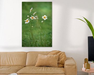 Madeliefjes in het gras van Enfocado Fotografia