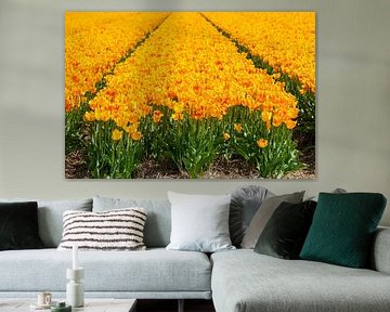 Tulipes d'Alkmaar