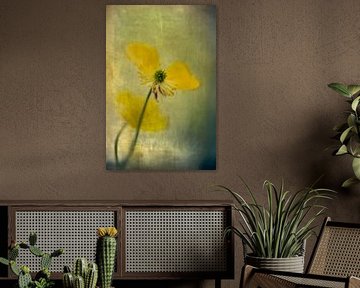Buttercup