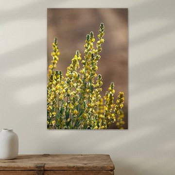 Gele bloemen in de ochtendzon