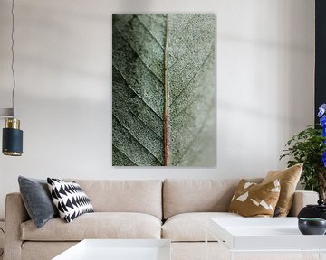 Soft green leaf | minimalist art macro photo | Leaf serie 001 van Elise van Gils