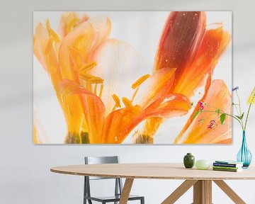 Clivia in ijs 3 van Marc Heiligenstein
