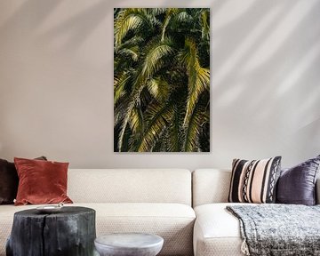 Palm leaves - Spain