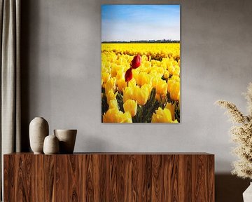 Red tulip in the middle of a field of yellow tulips by Marieke Brouwers