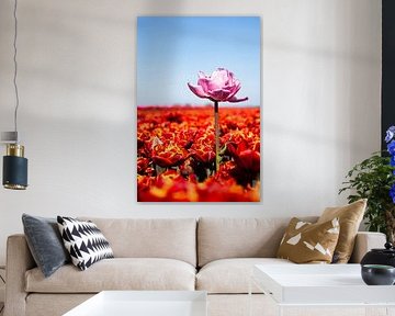 Pink tulip in the middle of a field of red tulips by Marieke Brouwers