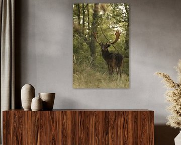 Black fallow deer