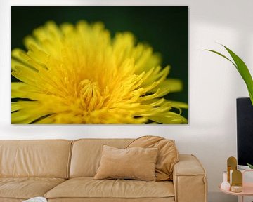 Yellow dandelion by NatureBliss