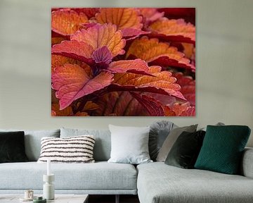 Coloured nettles by Katrin May