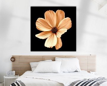 Cosmea in sepia
