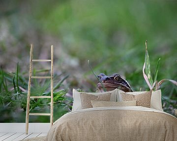 Frog in the grass by NatureBliss
