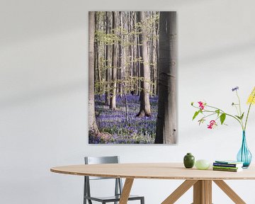 Lente in het Hallerbos II
