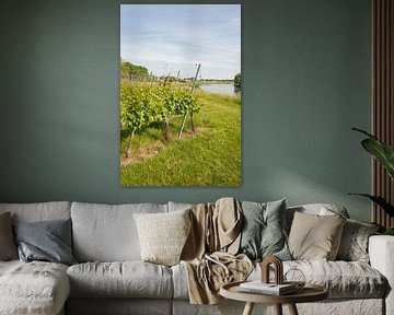 Holm oak vines by Richard Wareham