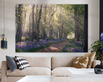 Ochtendzonlicht in een Bluebell-bospad, Noord-Holland, Nederland van Arda Acar