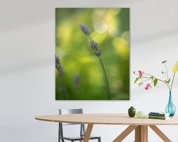 Lavendel Rest