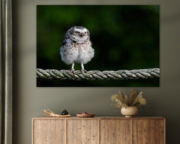 The burrowing owl