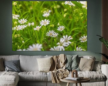 Kippenkruid - Stellaria holostea van Mixed media vector arts