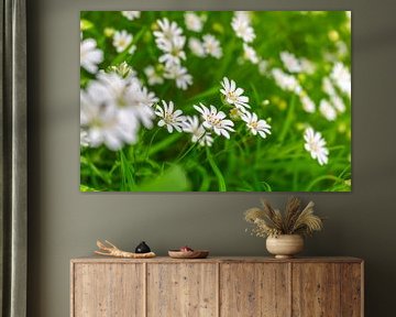 Kippenkruid - Stellaria holostea van Mixed media vector arts