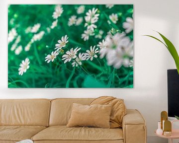Kippenkruid - Stellaria holostea van Mixed media vector arts