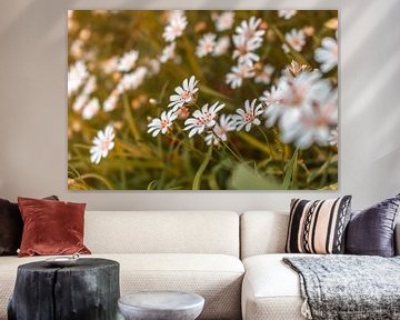 Sternmiere - Stellaria holostea von Mixed media vector arts