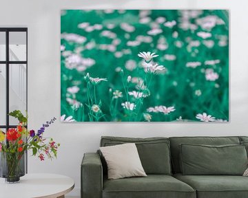 Sternmiere - Stellaria holostea von Mixed media vector arts