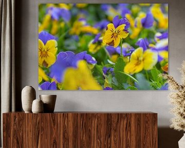 Viooltje - Viola ×wittrockiana van Mixed media vector arts