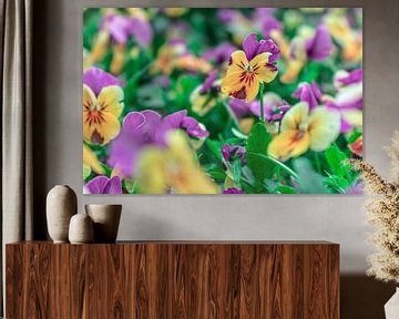 Viooltje - Viola ×wittrockiana van Mixed media vector arts