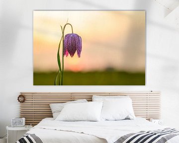 Kievitsbloem close-up in een weiland tijdens zonsondergang van Sjoerd van der Wal Fotografie