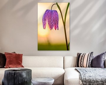 Kievitsbloem close-up in een weiland tijdens zonsondergang van Sjoerd van der Wal Fotografie