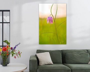 Kievitsbloem close-up in een weiland tijdens zonsondergang van Sjoerd van der Wal Fotografie