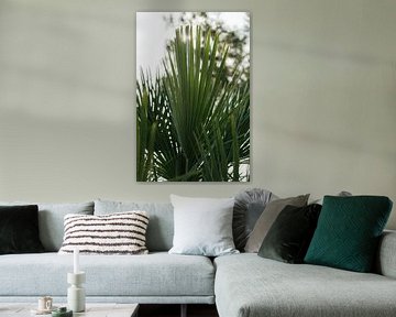 Morning sun through palm leaves - Spain