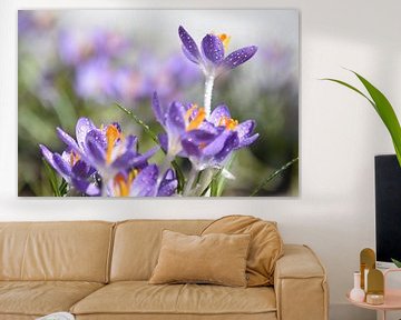 The first crocuses in the garden by Claude Laprise
