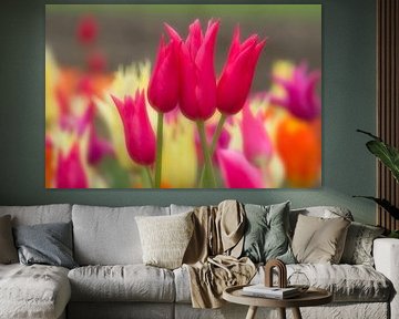 Tulip display by Nick Holland