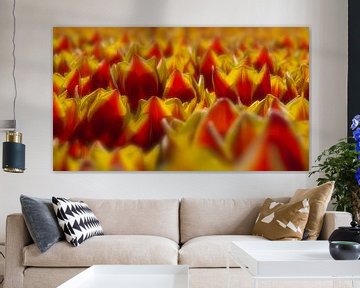 Tulpenpracht van Nick Holland