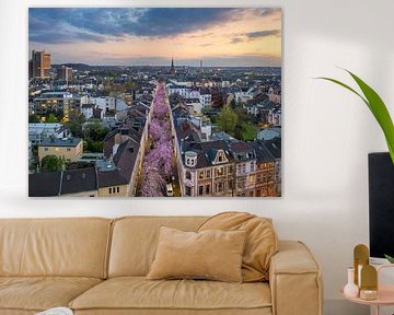 Kersenbloesems in Bonn, Duitsland