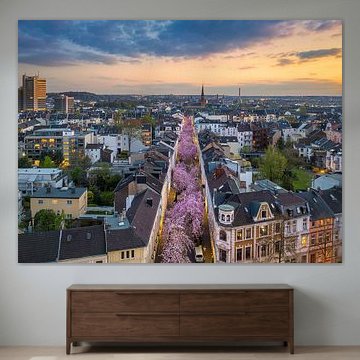 Cherry blossoms in Bonn, Germany by Michael Abid