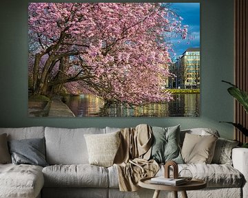 Cherry blossoms in Hamburg, Germany by Michael Abid