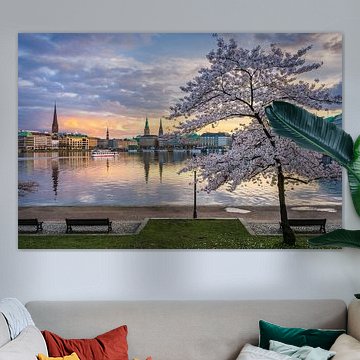 Cherry blossoms in Hamburg, Germany