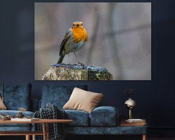 Robins von Marieke Deinum