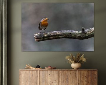 Roodborst van Marieke Deinum