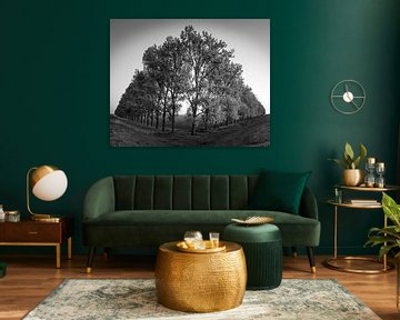 Zwart-Wit compositie met bomen in de Carel Coenraadpolder van Henk Meijer Photography